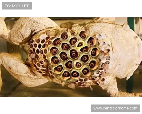 以弗兰克反讽降级焦虑直指前四